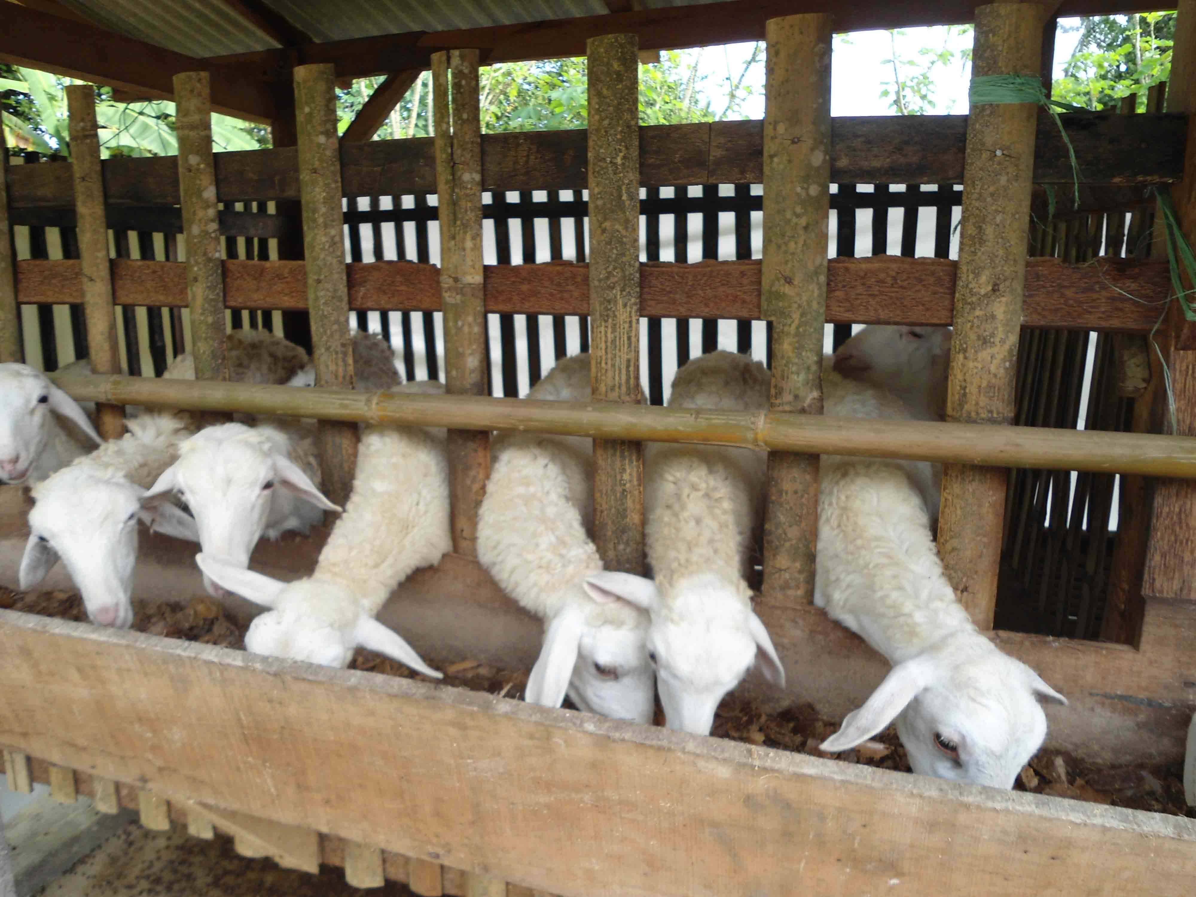 Hasil gambar untuk ternak kambing